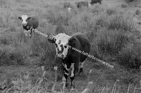 COWS IN FIELD